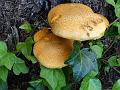 2014-1003-1050_Fungus_18,3C